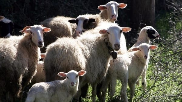 Συνεχίζονται τα μέτρα κατά της ευλογιάς των αιγοπροβάτων