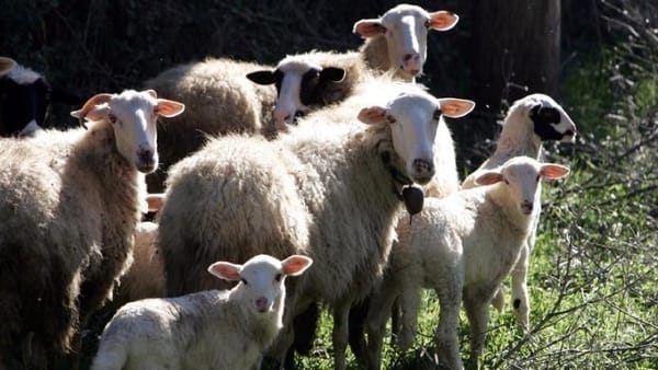 Συνεχίζονται τα μέτρα αστυνόμευσης για την αντιμετώπιση της ευλογιάς των αιγοπροβάτων
